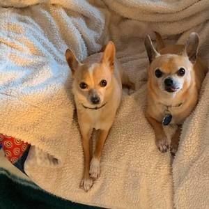 Meet your Posher, Pat